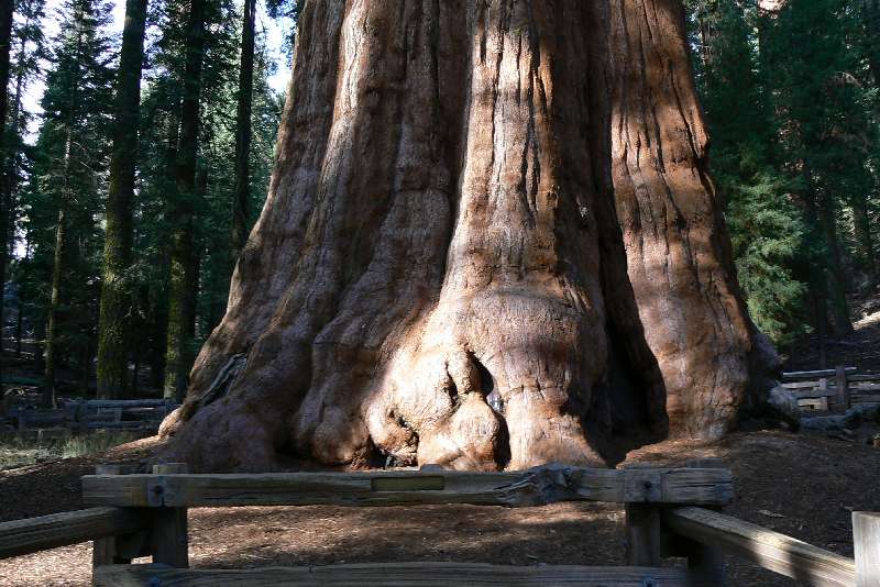 34 General Sherman tree SEQUOIA NATIONAL PARK